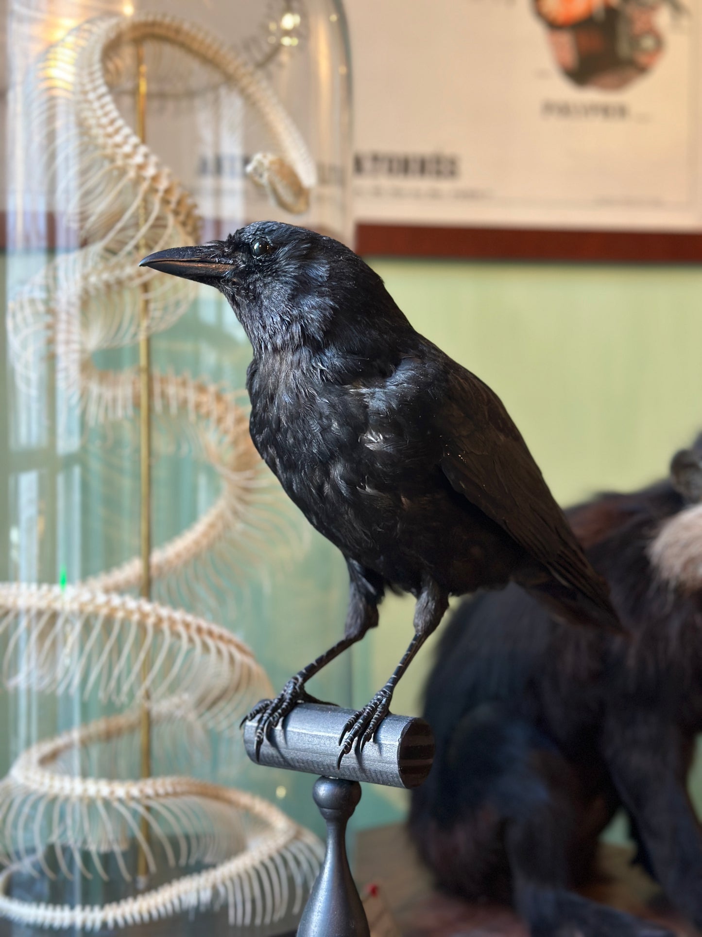 Crow on turned wooden base