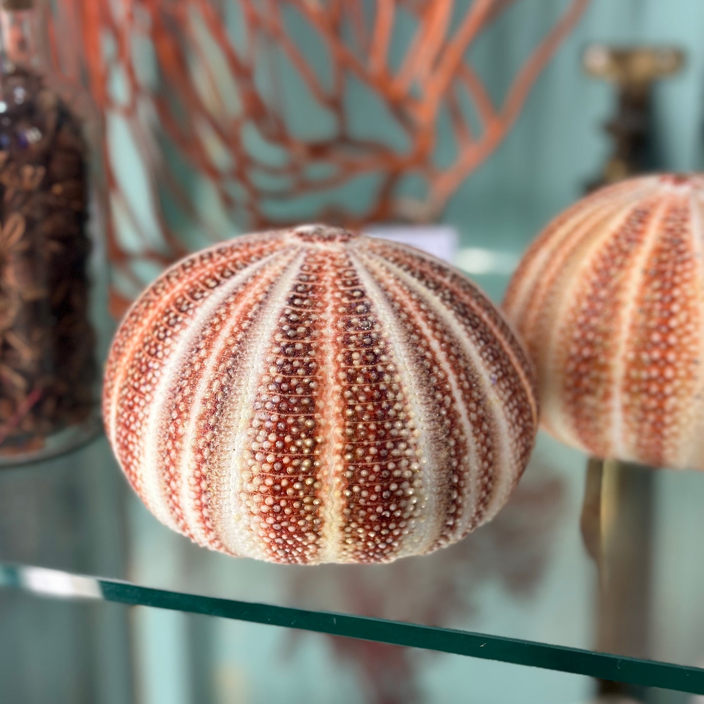 Round sea urchin