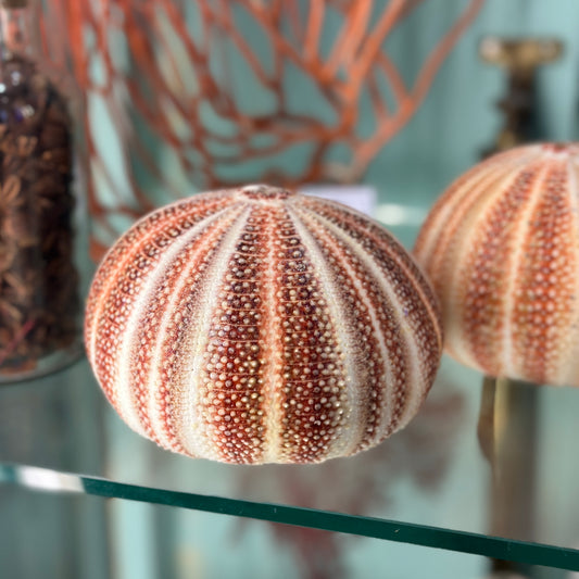 Round sea urchin