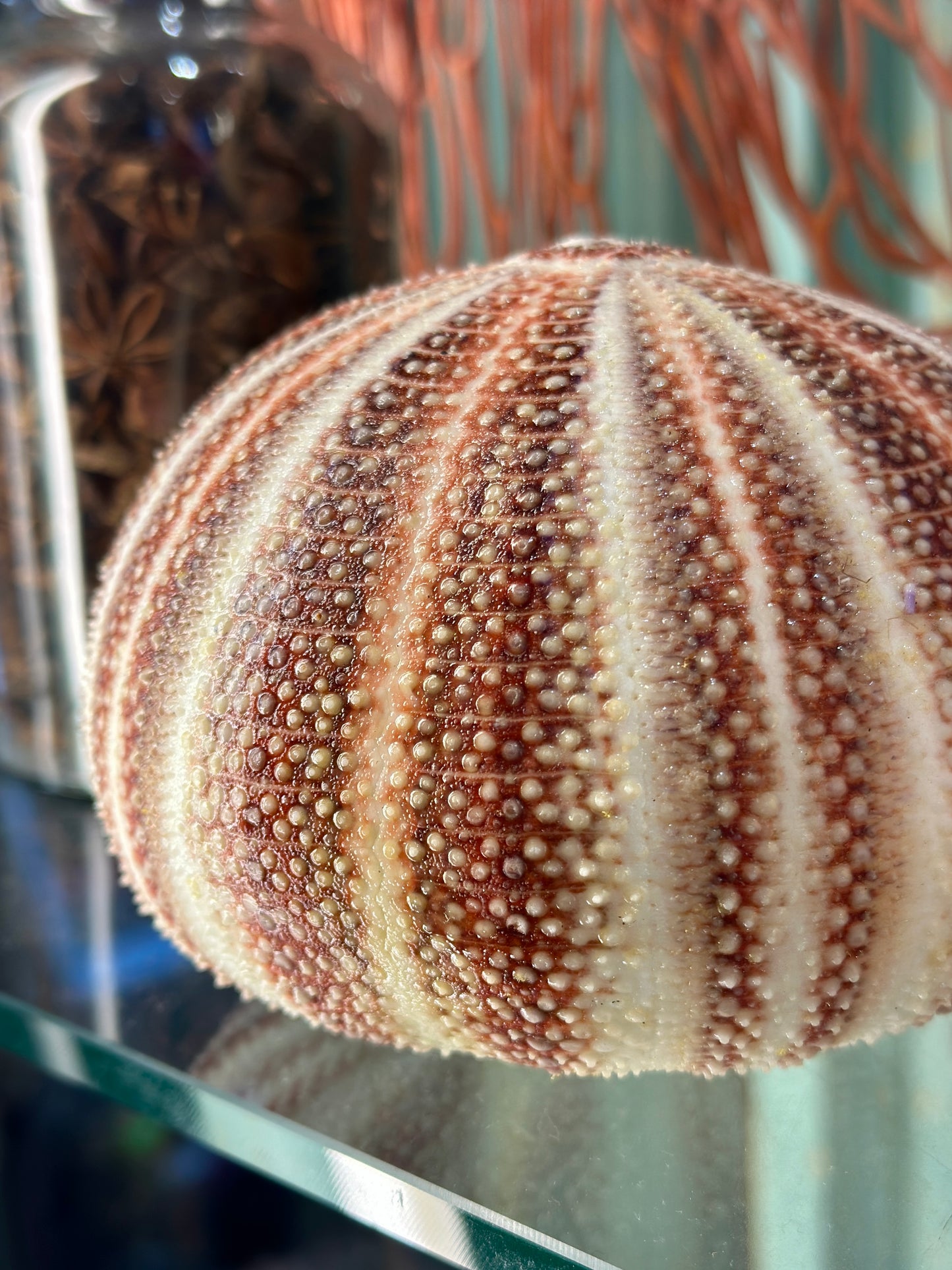 Round sea urchin