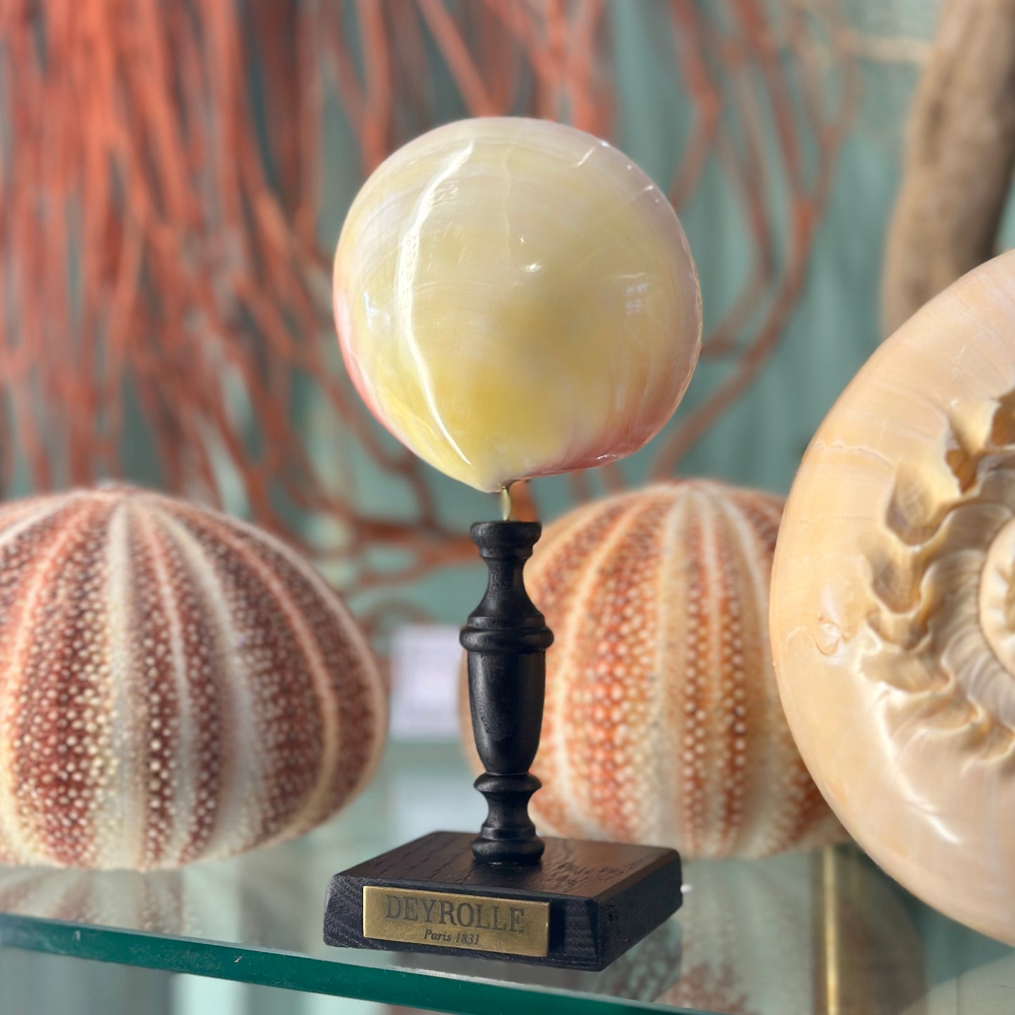 Codokia Tigerina on a stand