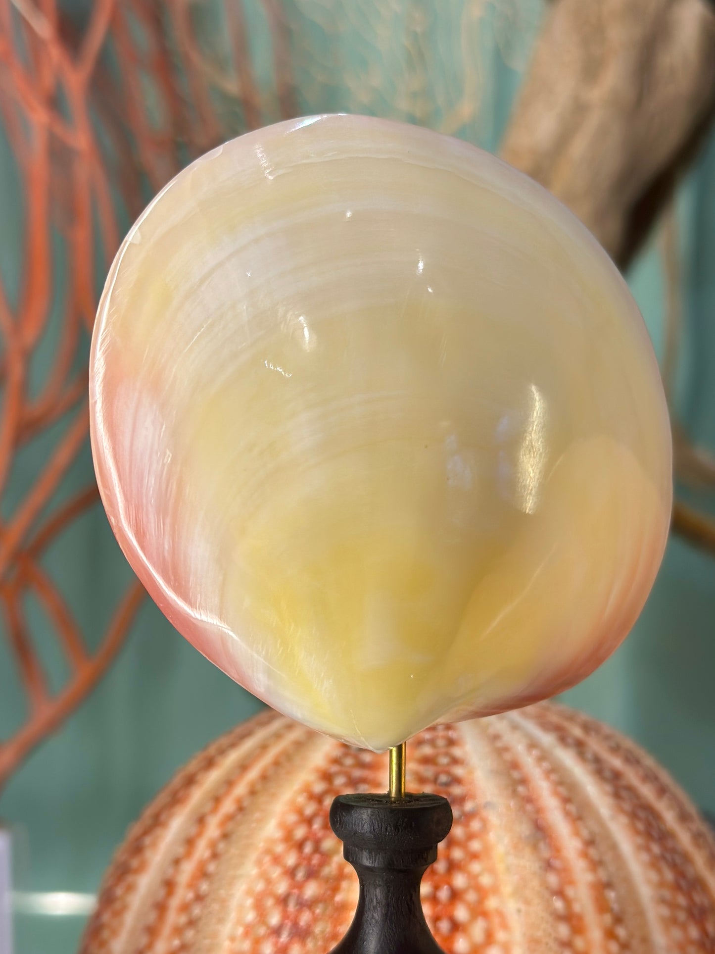 Codokia Tigerina on a stand