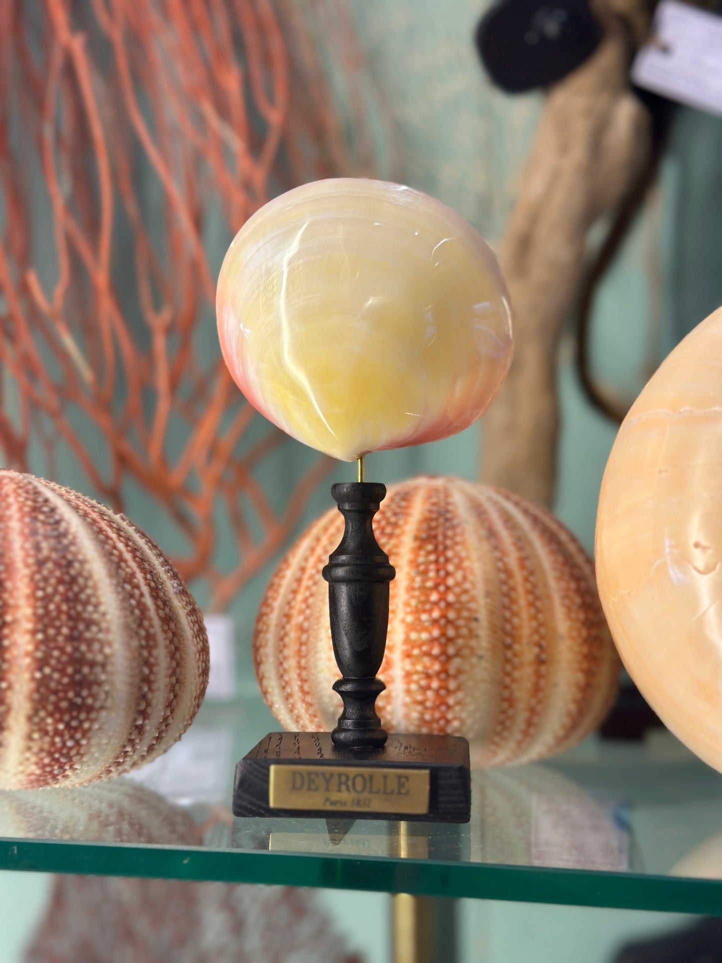 Codokia Tigerina on a stand