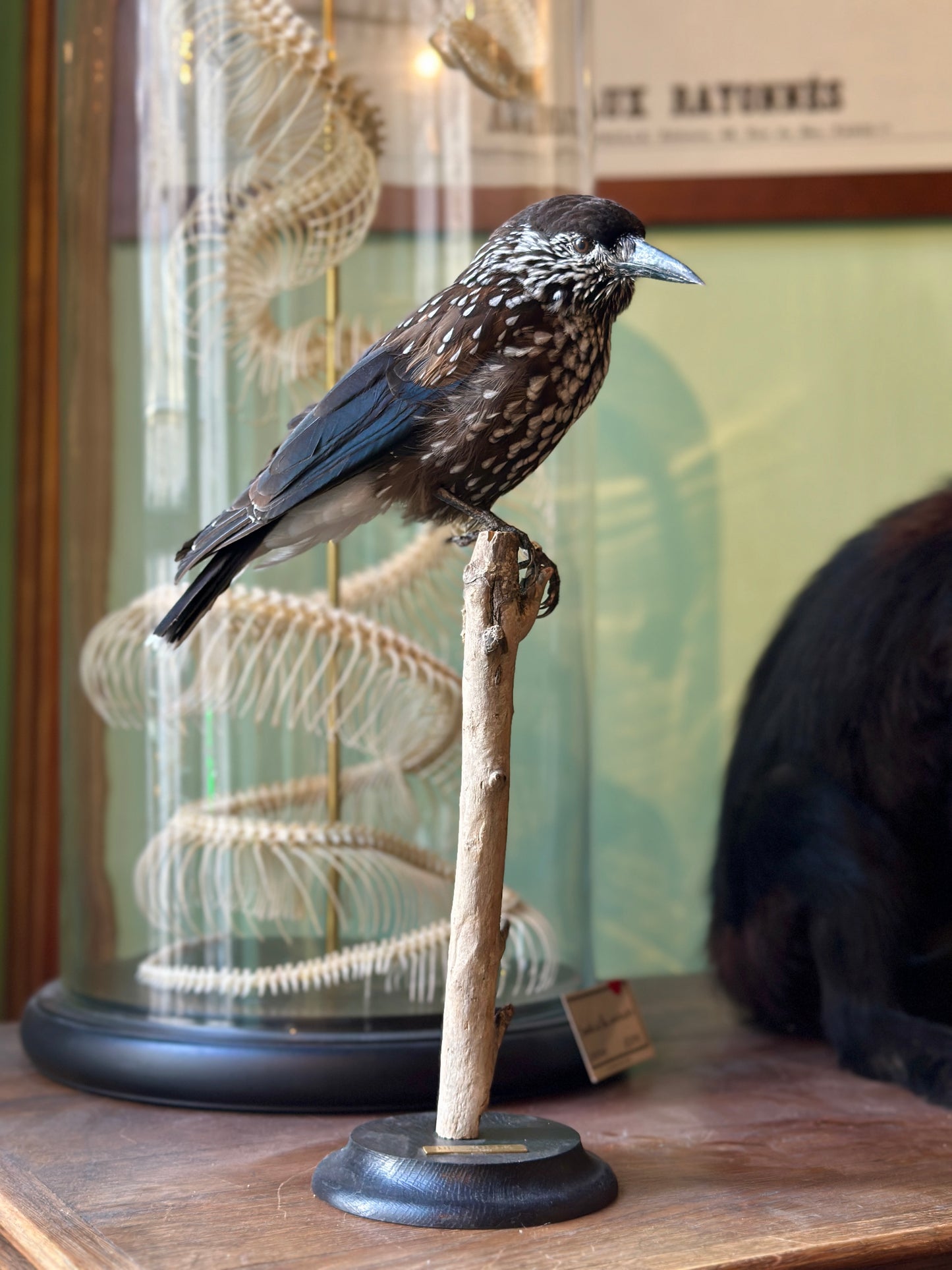 Casse noix moucheté