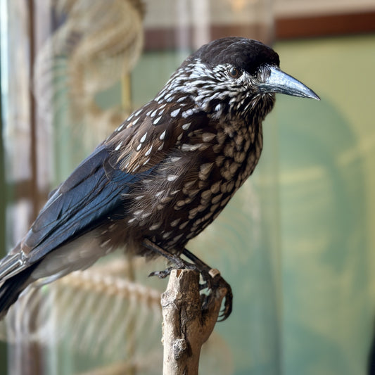 Casse noix moucheté