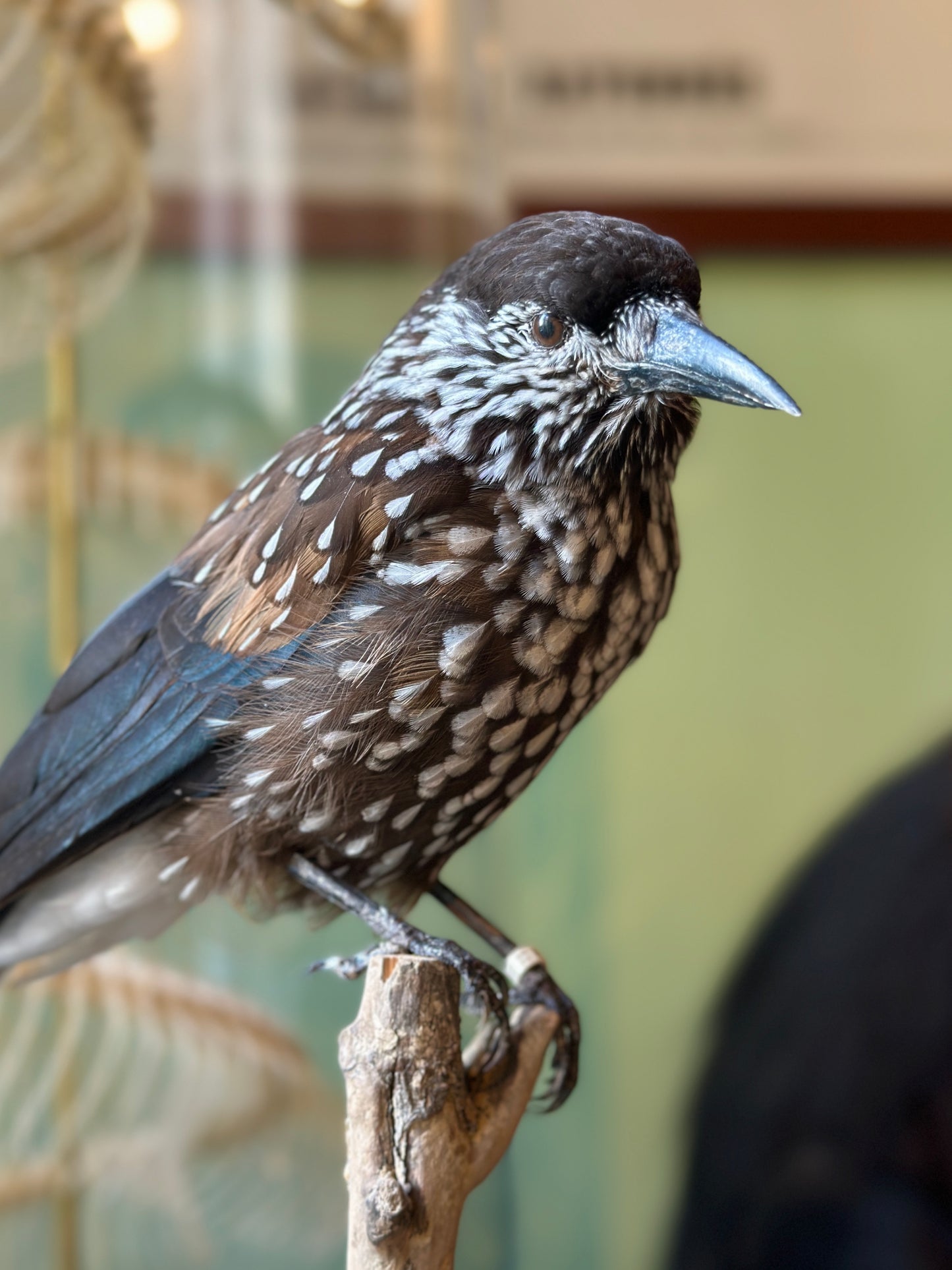 Casse noix moucheté