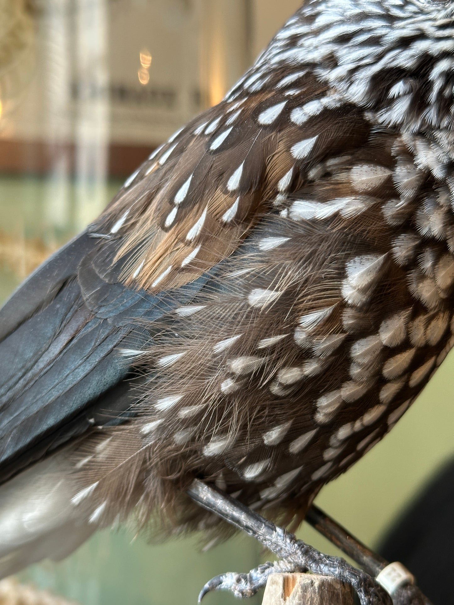 Casse noix moucheté