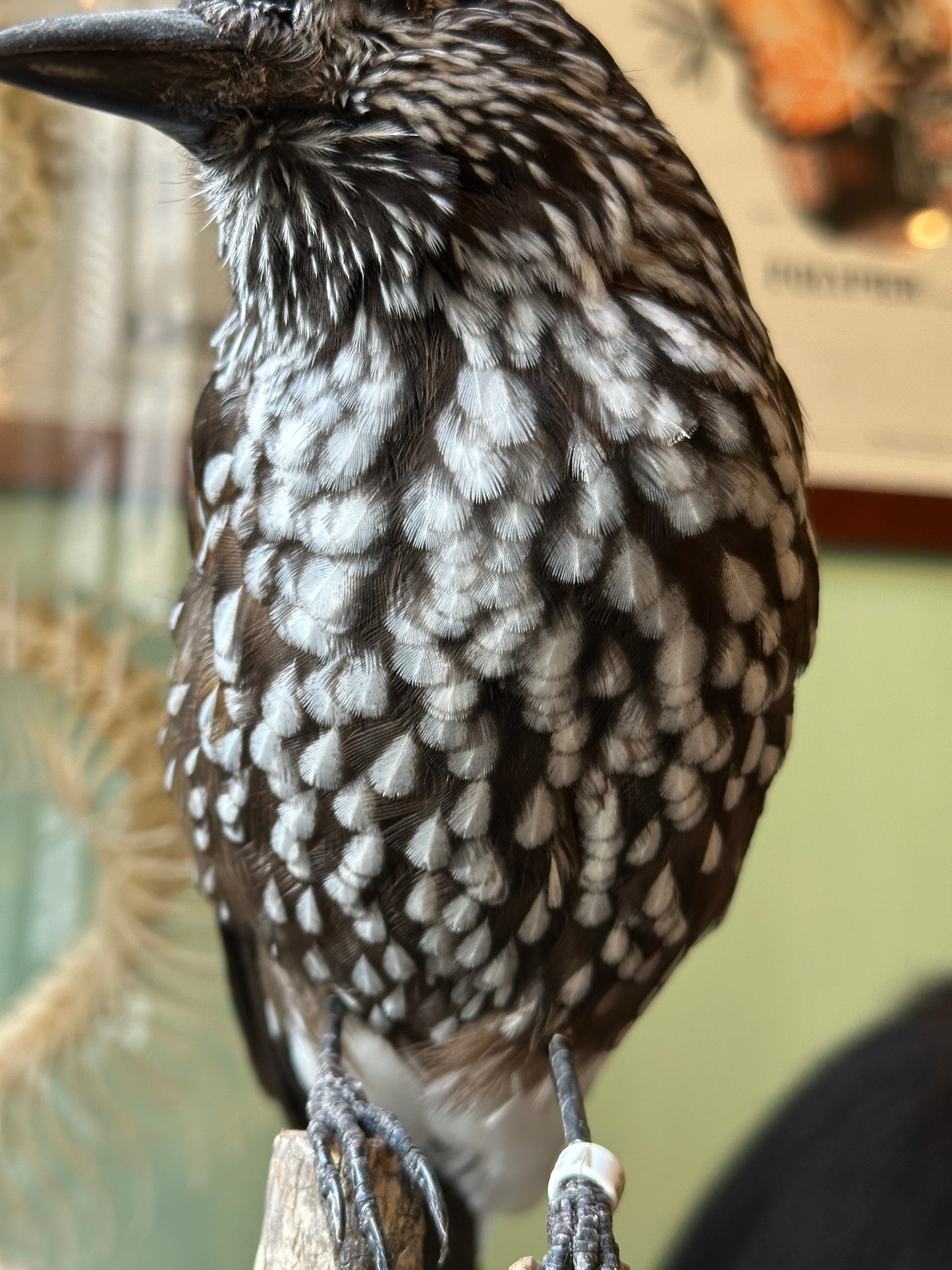 Casse noix moucheté