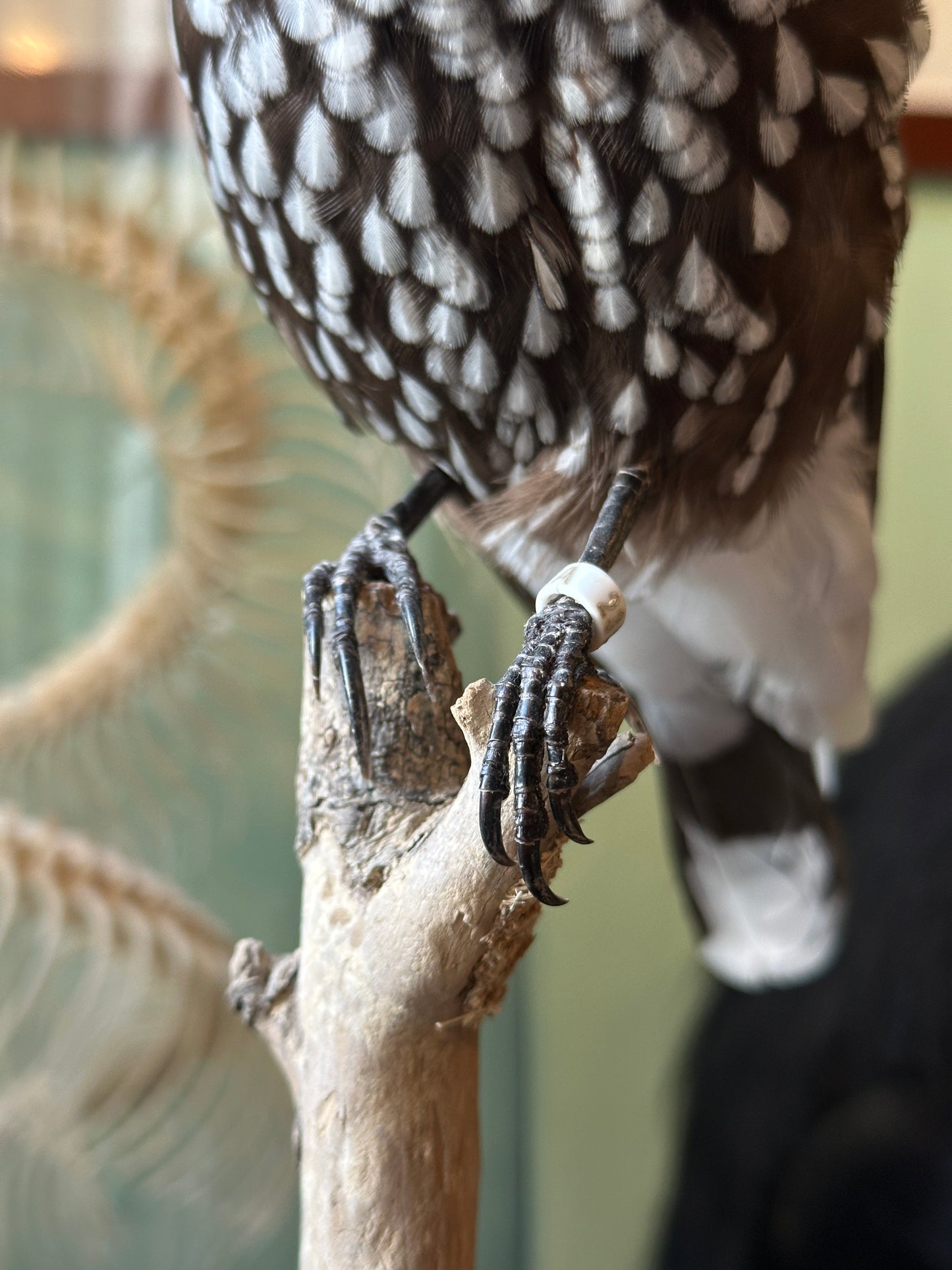 Casse noix moucheté