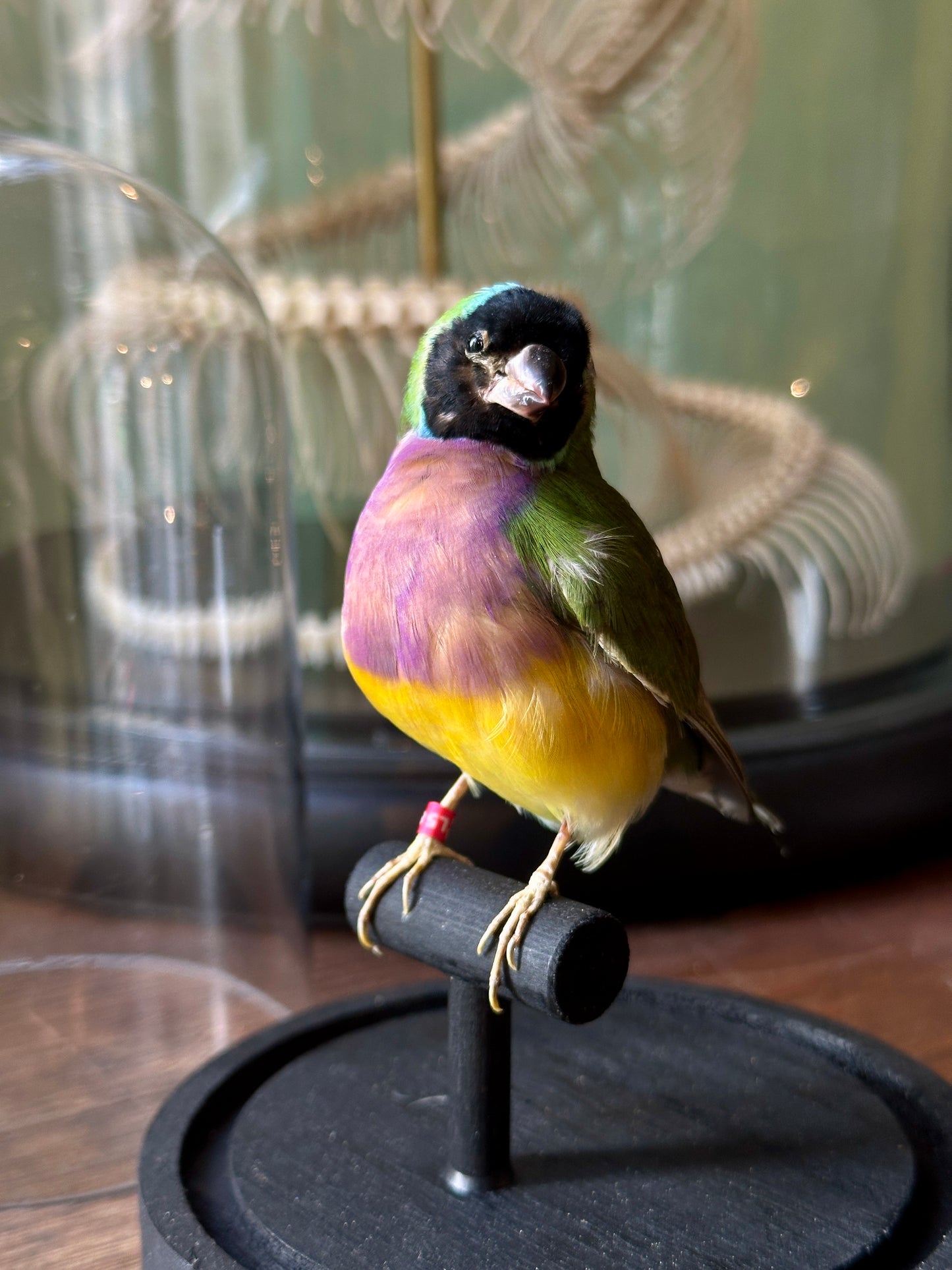 Gouldian diamond under globe