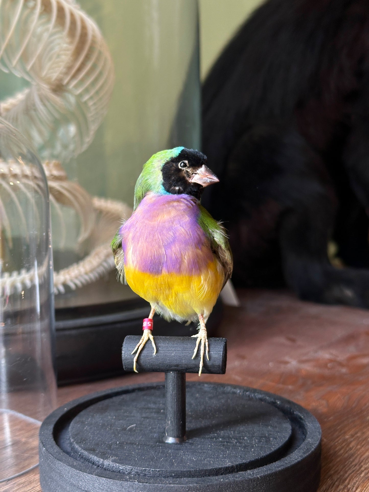 Gouldian diamond under globe