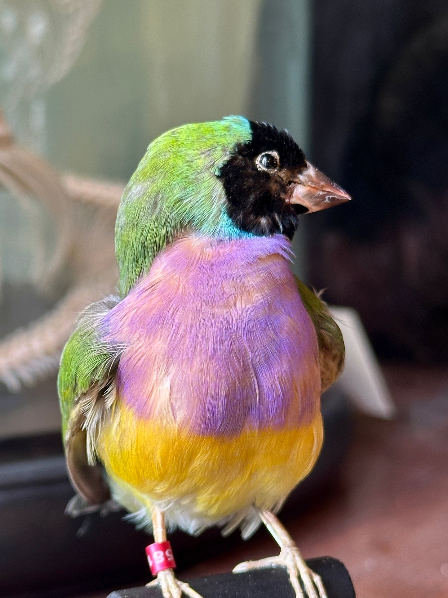 Gouldian diamond under globe