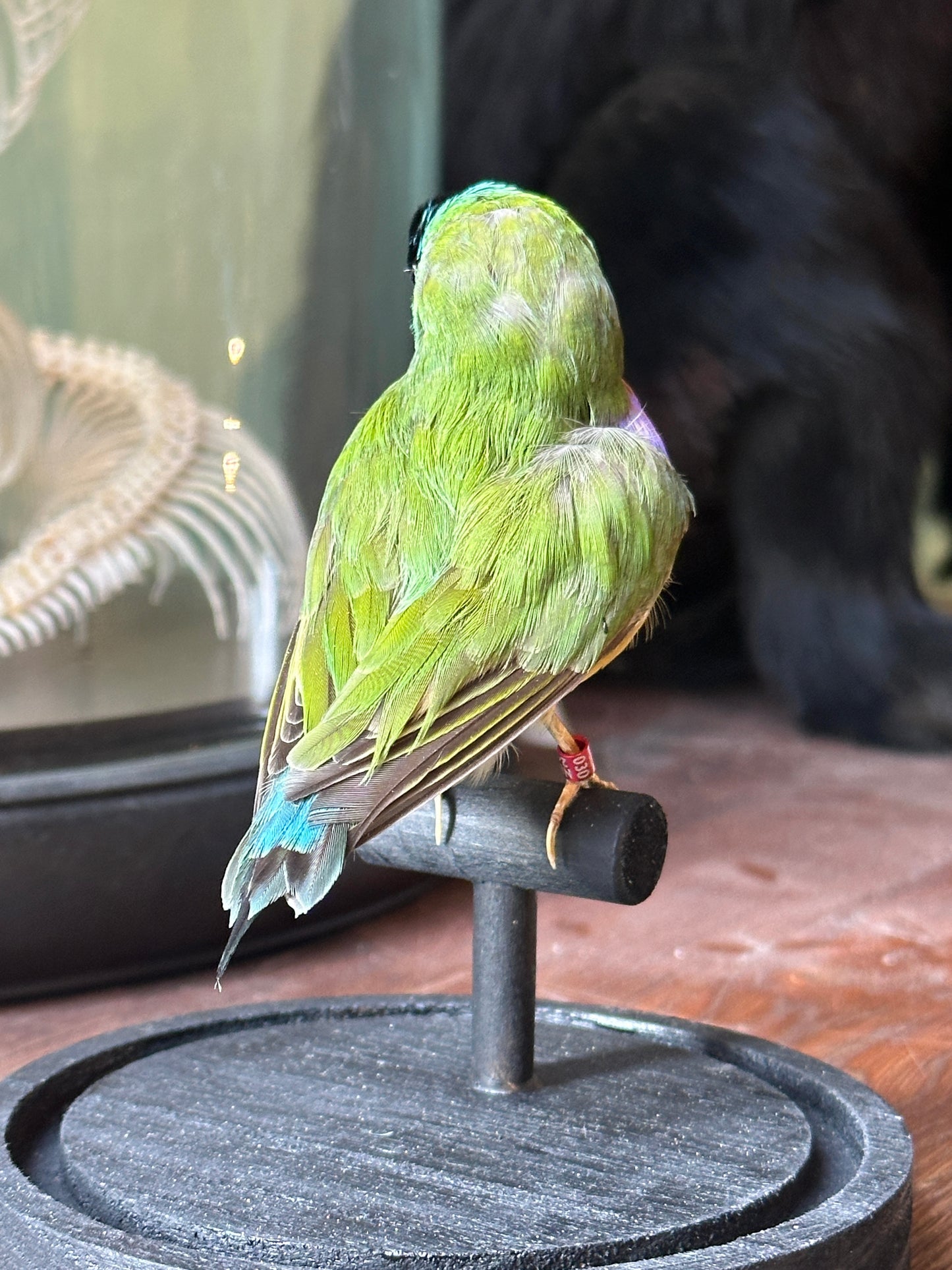 Gouldian diamond under globe