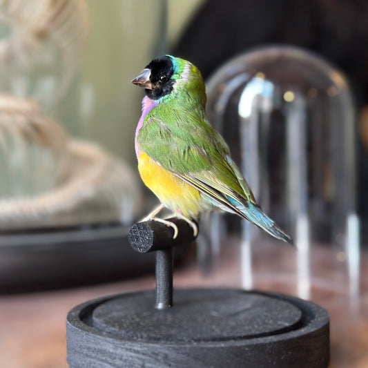 Gouldian diamond under globe