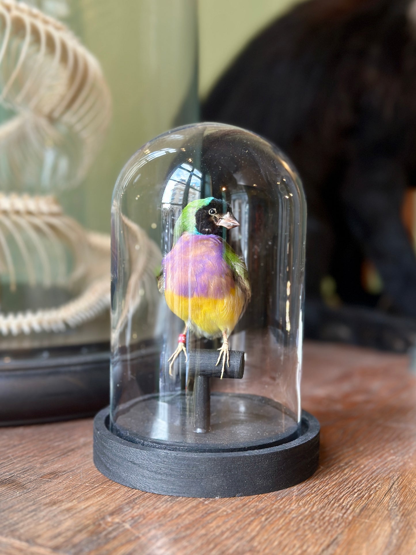 Gouldian diamond under globe