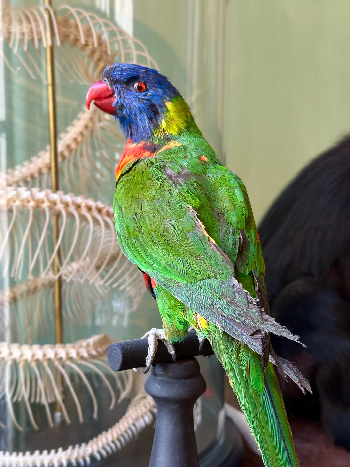 Loriquet arc-en-ciel