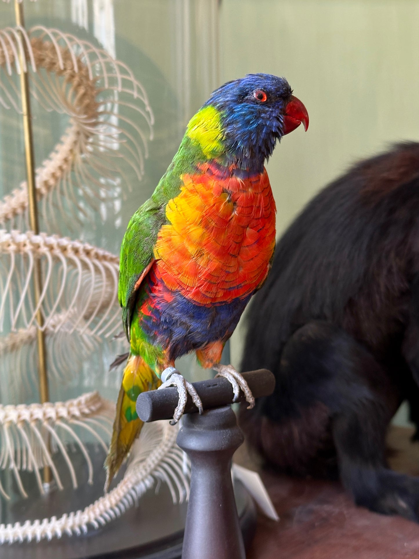 Loriquet arc-en-ciel