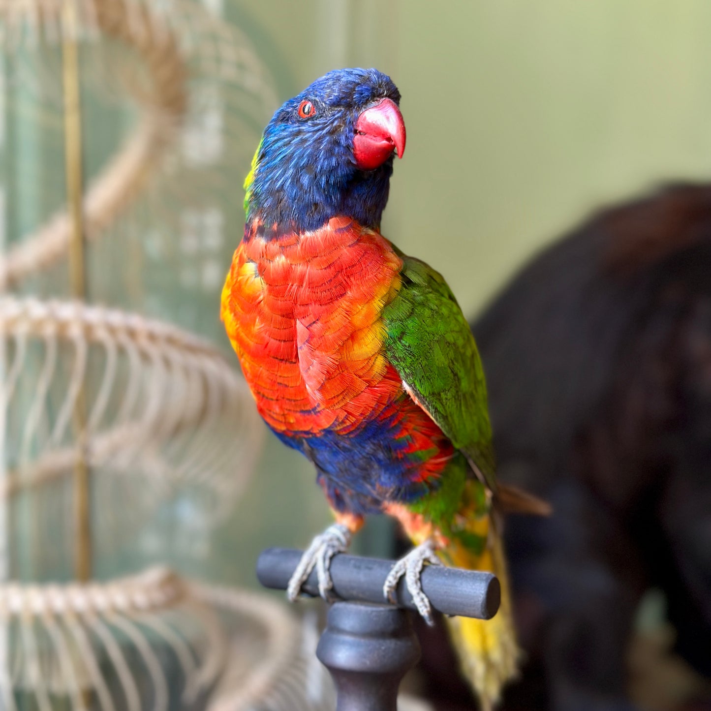 Loriquet arc-en-ciel