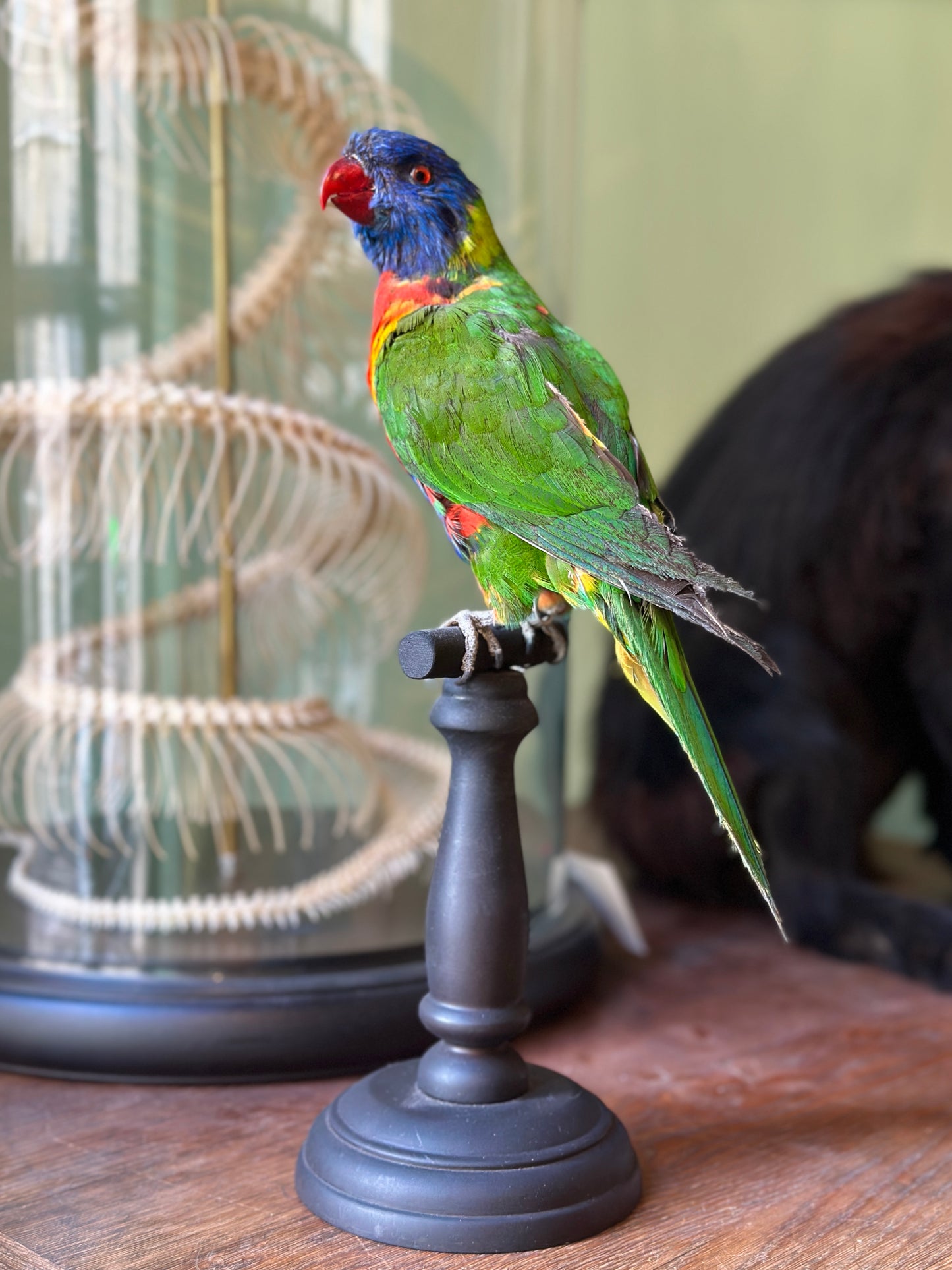 Loriquet arc-en-ciel