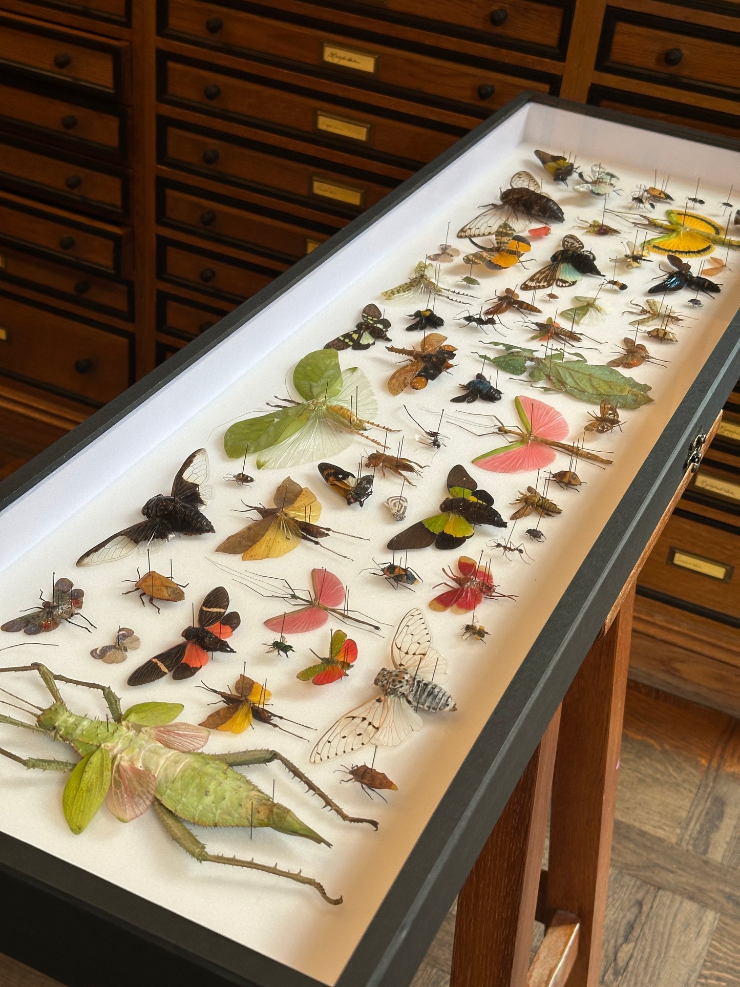 Panorama entomologique Médium