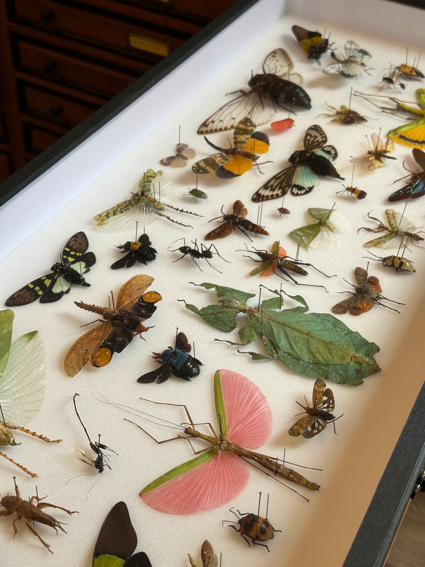 Panorama entomologique Médium