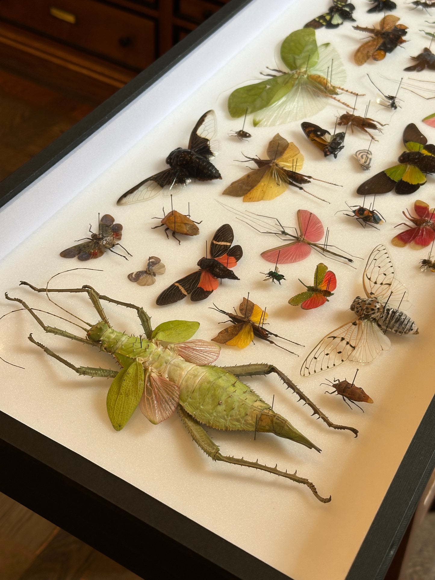 Panorama entomologique Médium