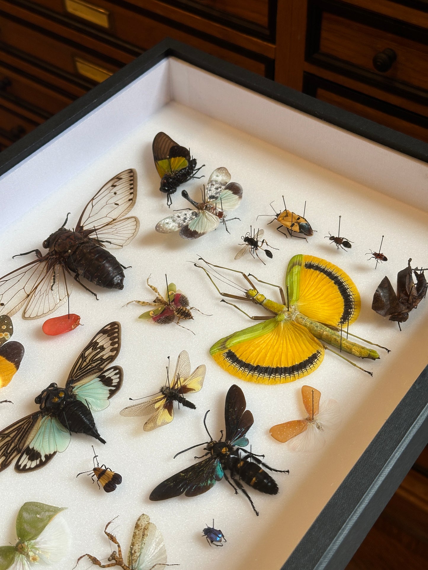 Panorama entomologique Médium