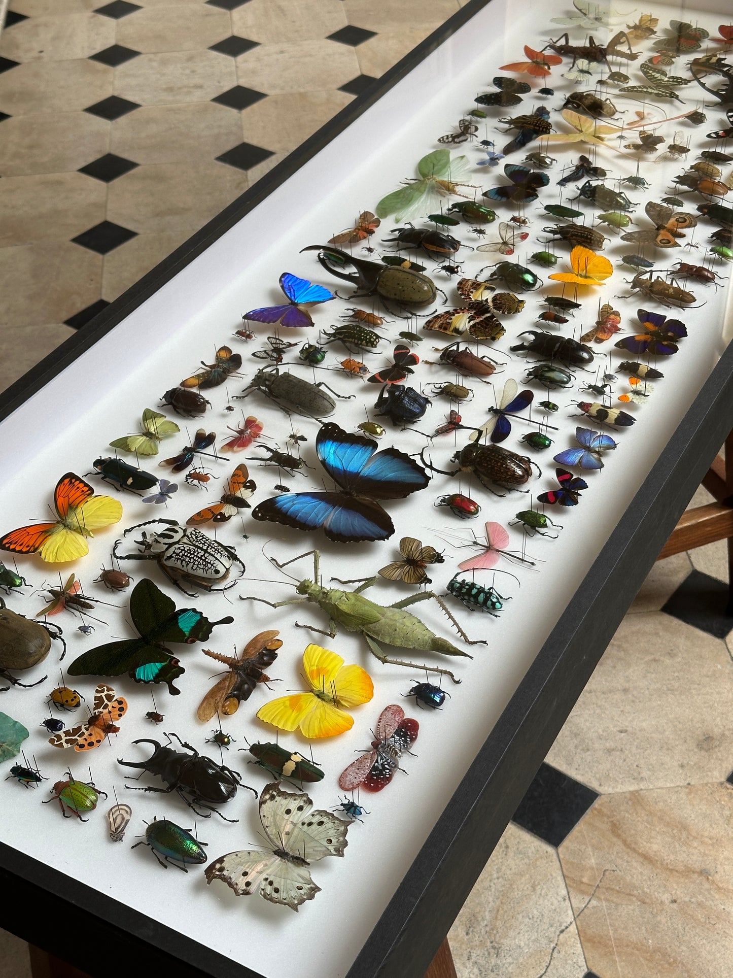 Grand Panorama Entomologique