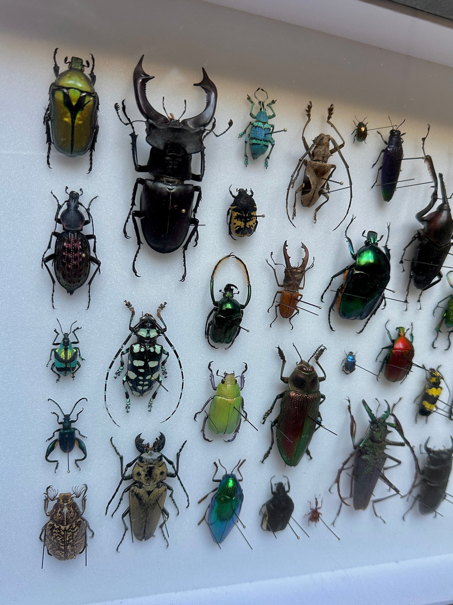 Panorama de coléoptères