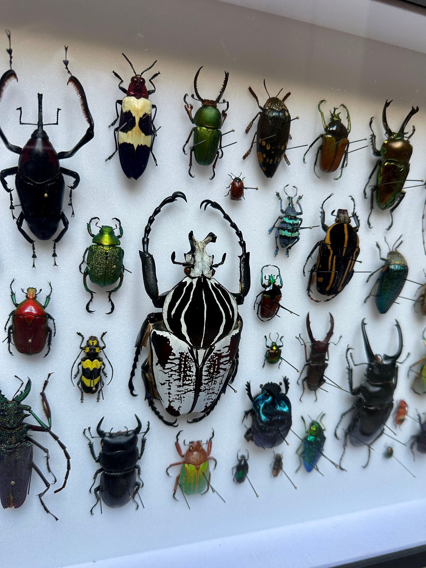 Panorama de coléoptères
