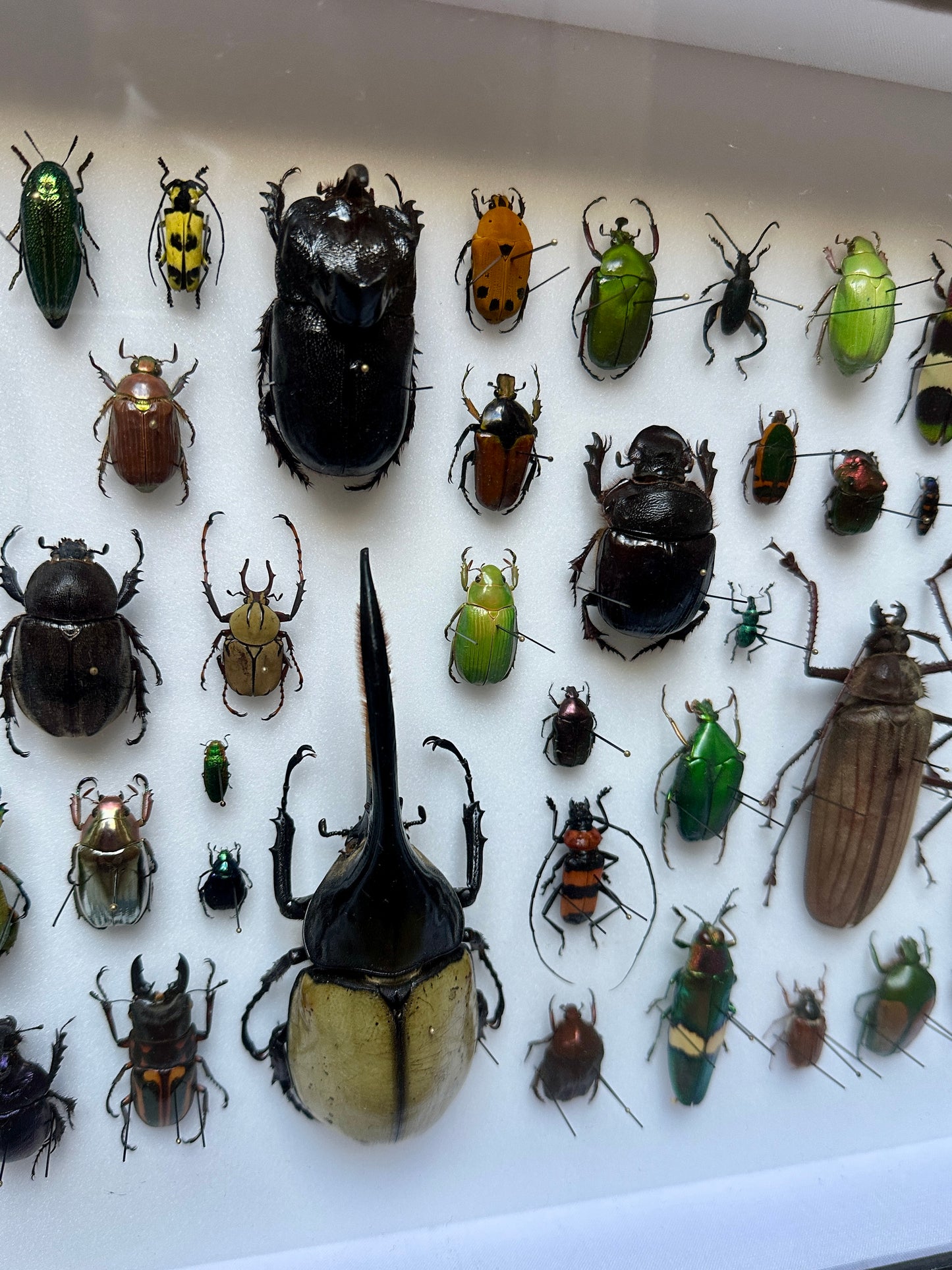 Panorama de coléoptères