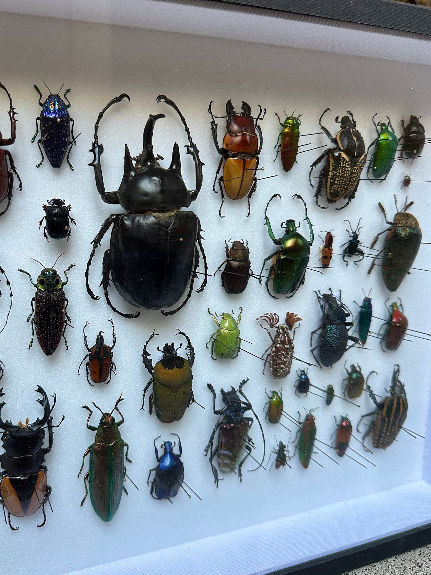 Panorama de coléoptères