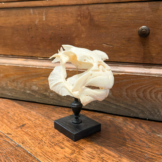 Crâne de Fugu