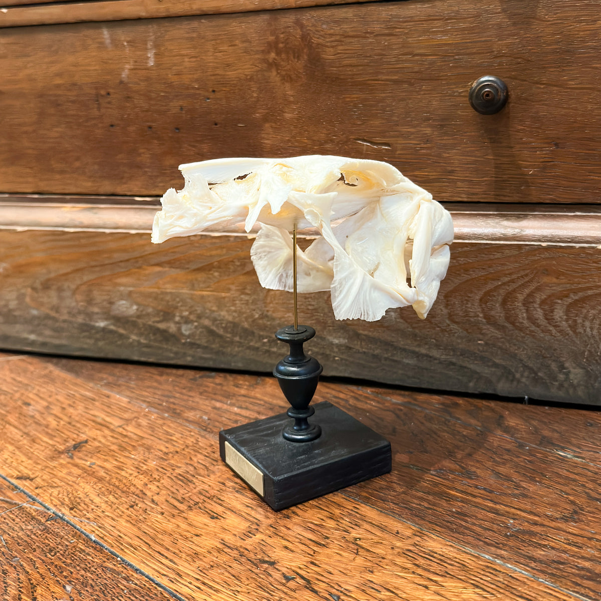 Fugu skull