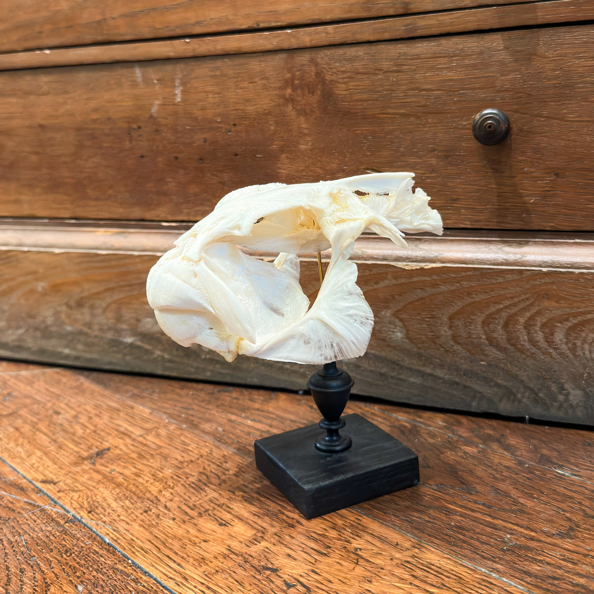 Fugu skull