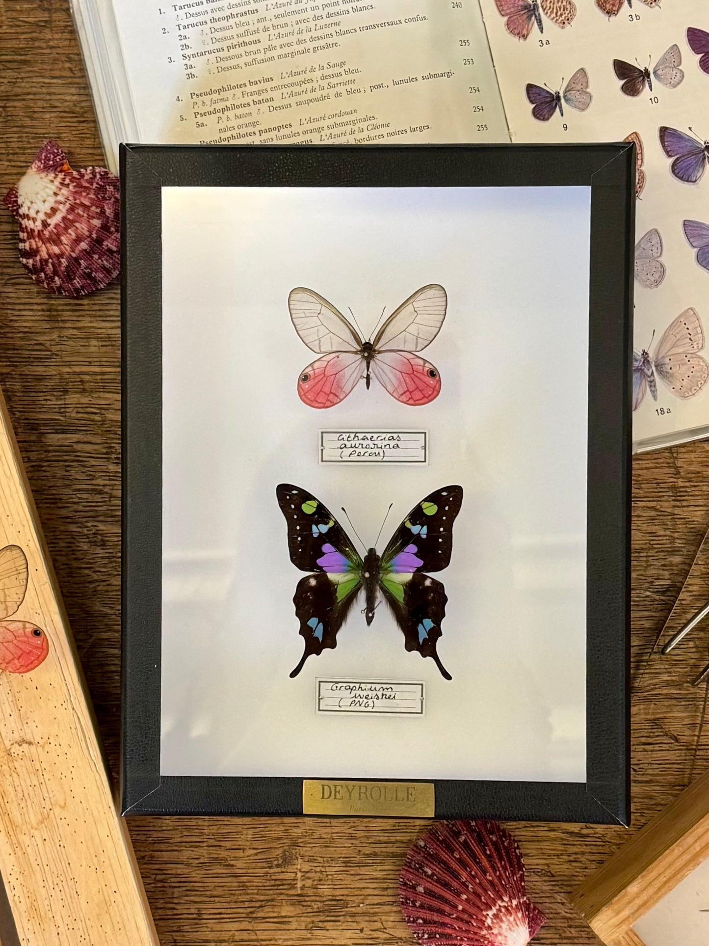 Cithaerias aurorina et Graphium weiskei