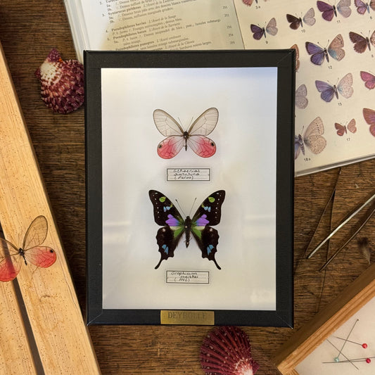 Cithaerias aurorina et Graphium weiskei