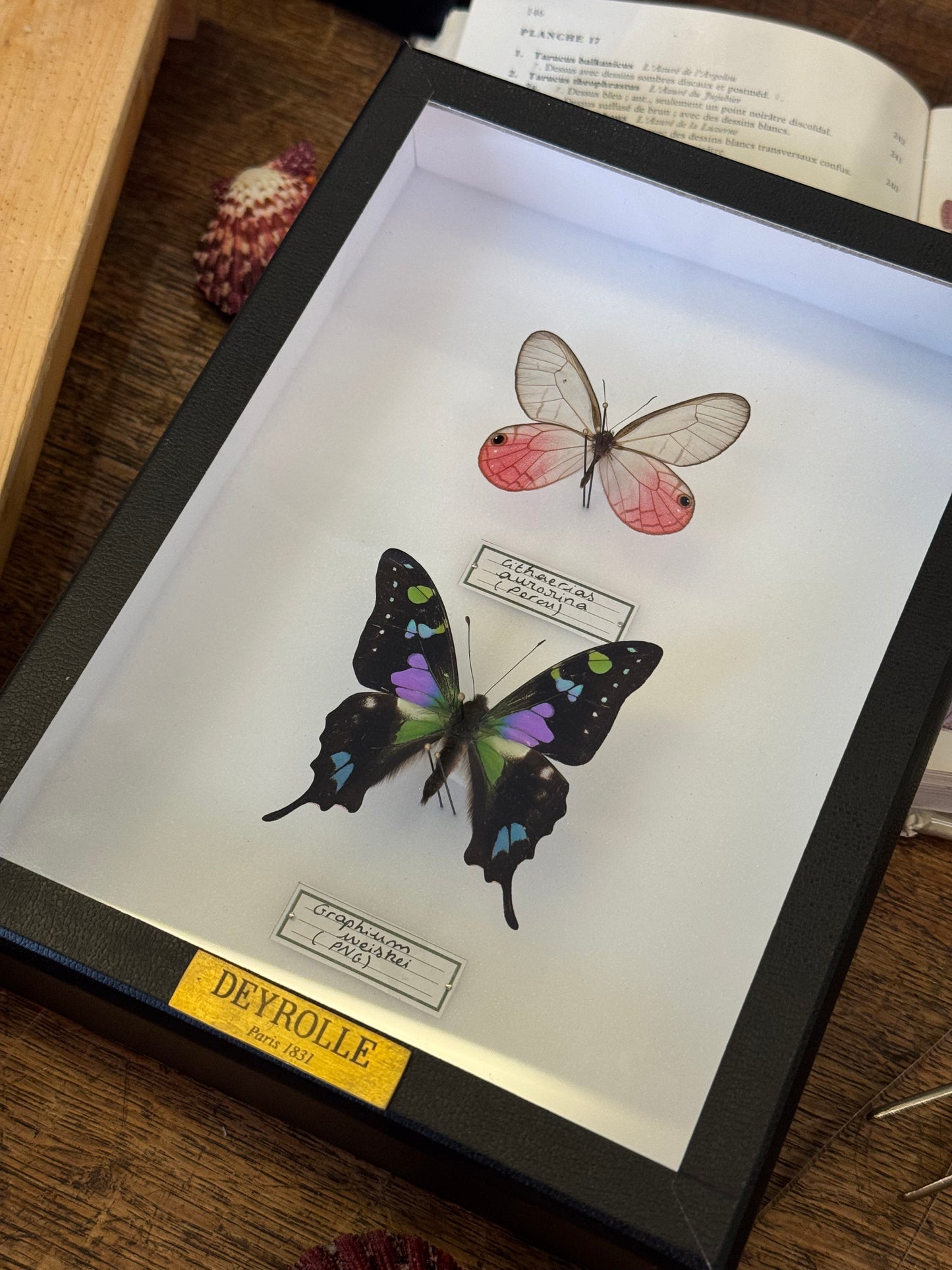 Cithaerias aurorina et Graphium weiskei