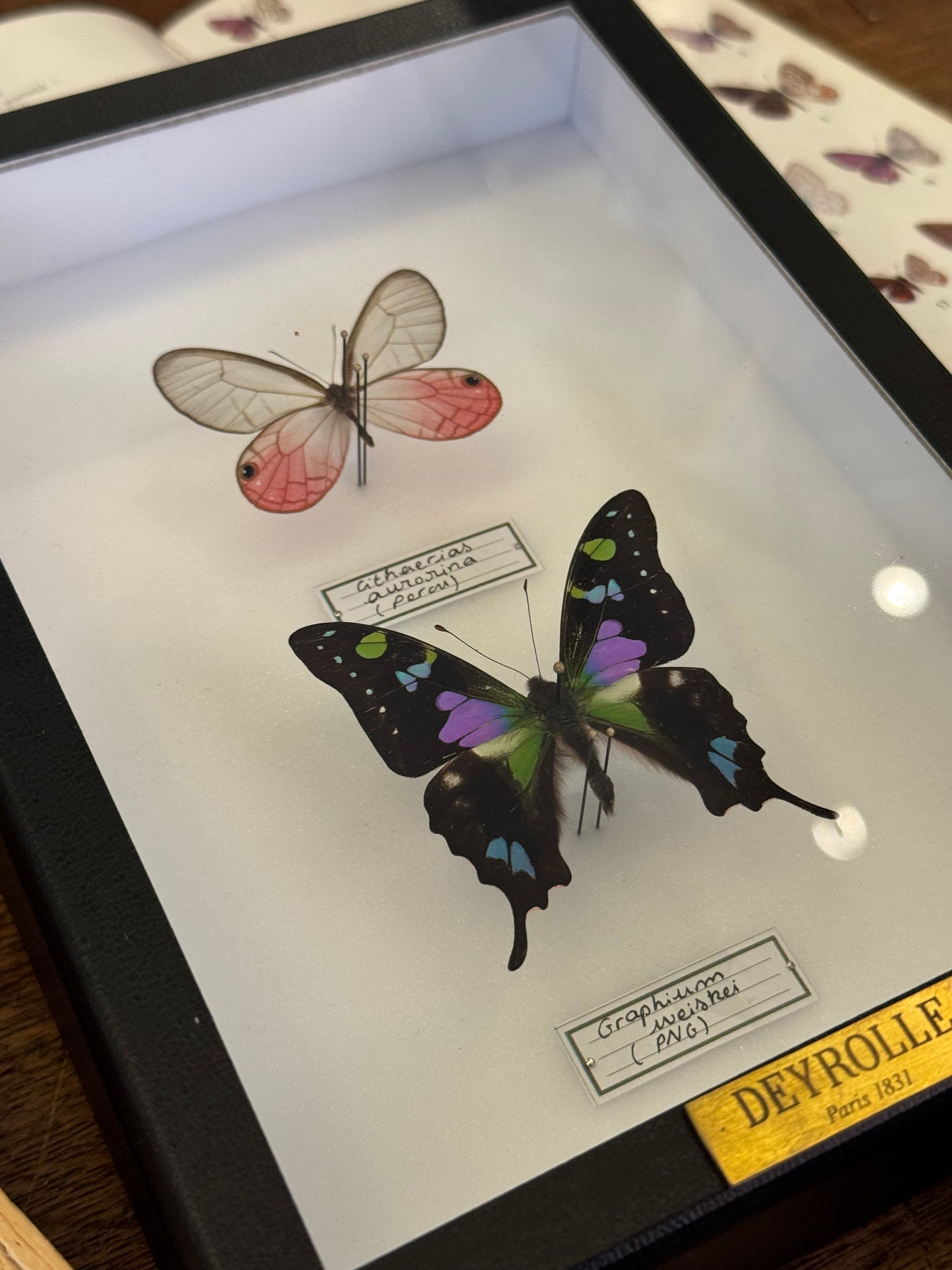 Cithaerias aurorina et Graphium weiskei