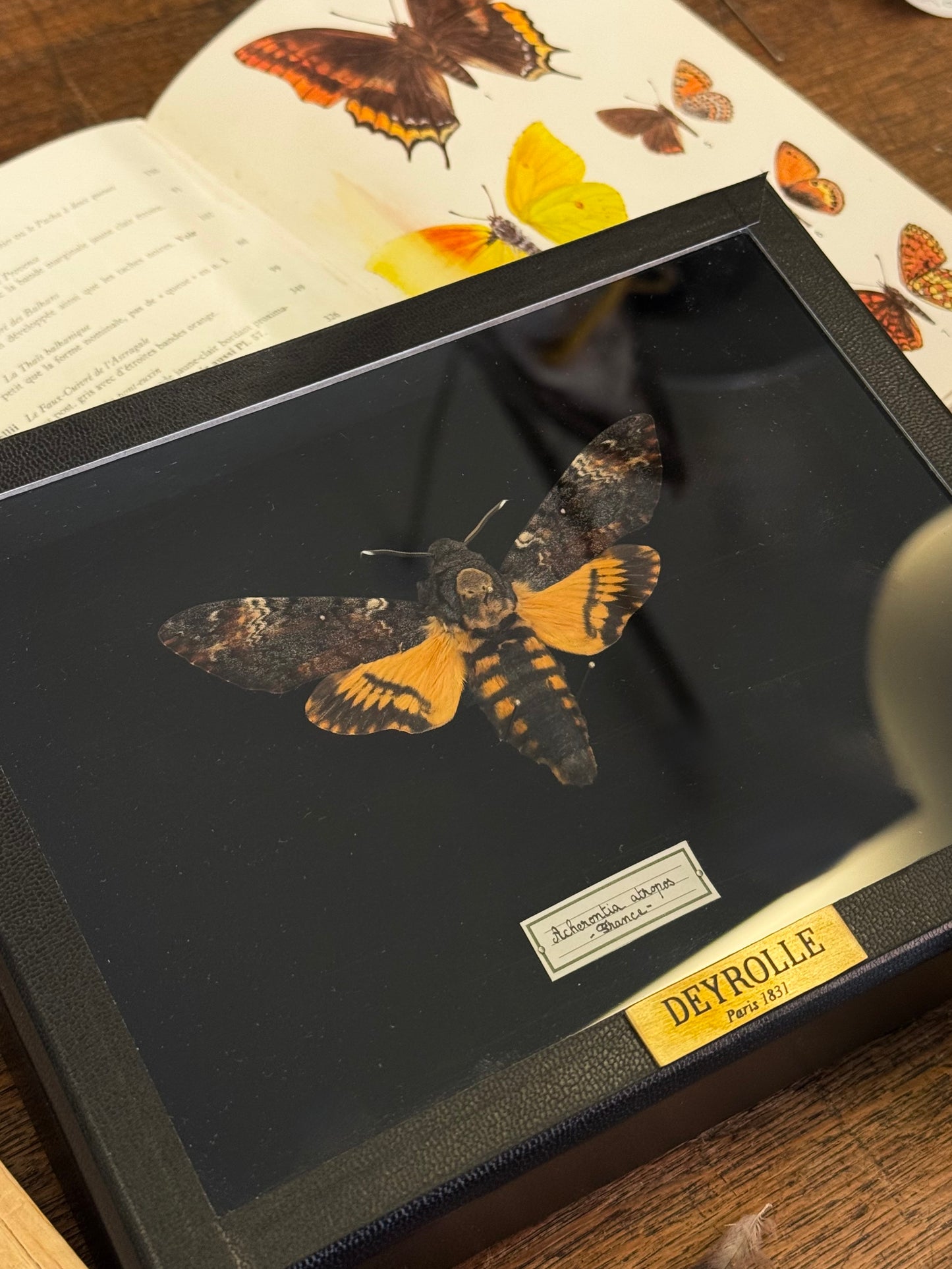 Acherontia atropos