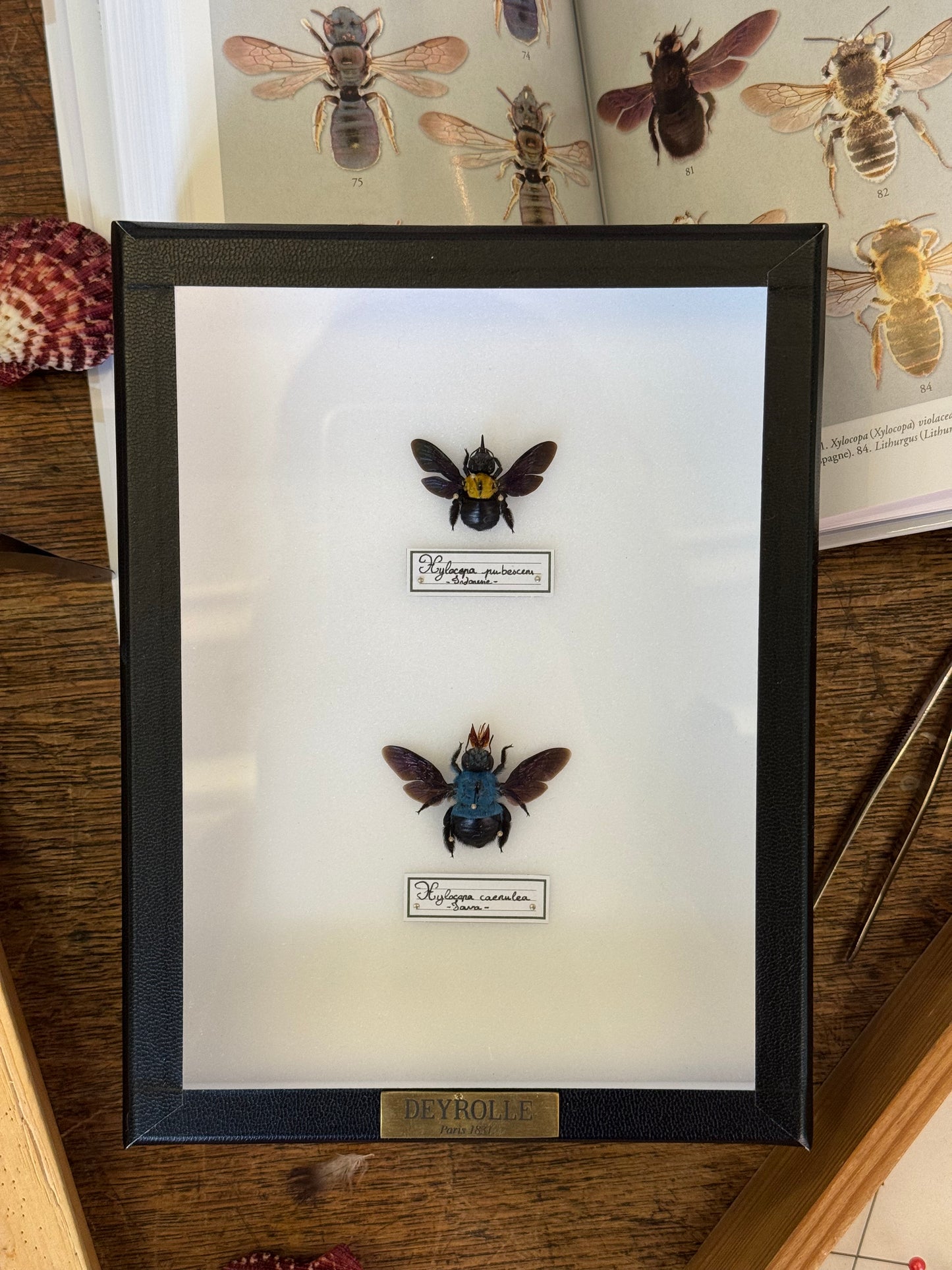 Xylocopa Duo