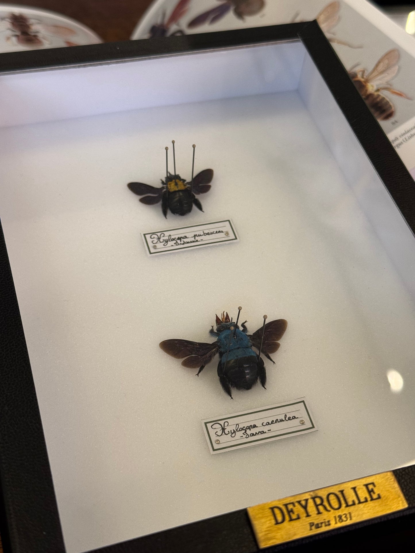 Xylocopa Duo