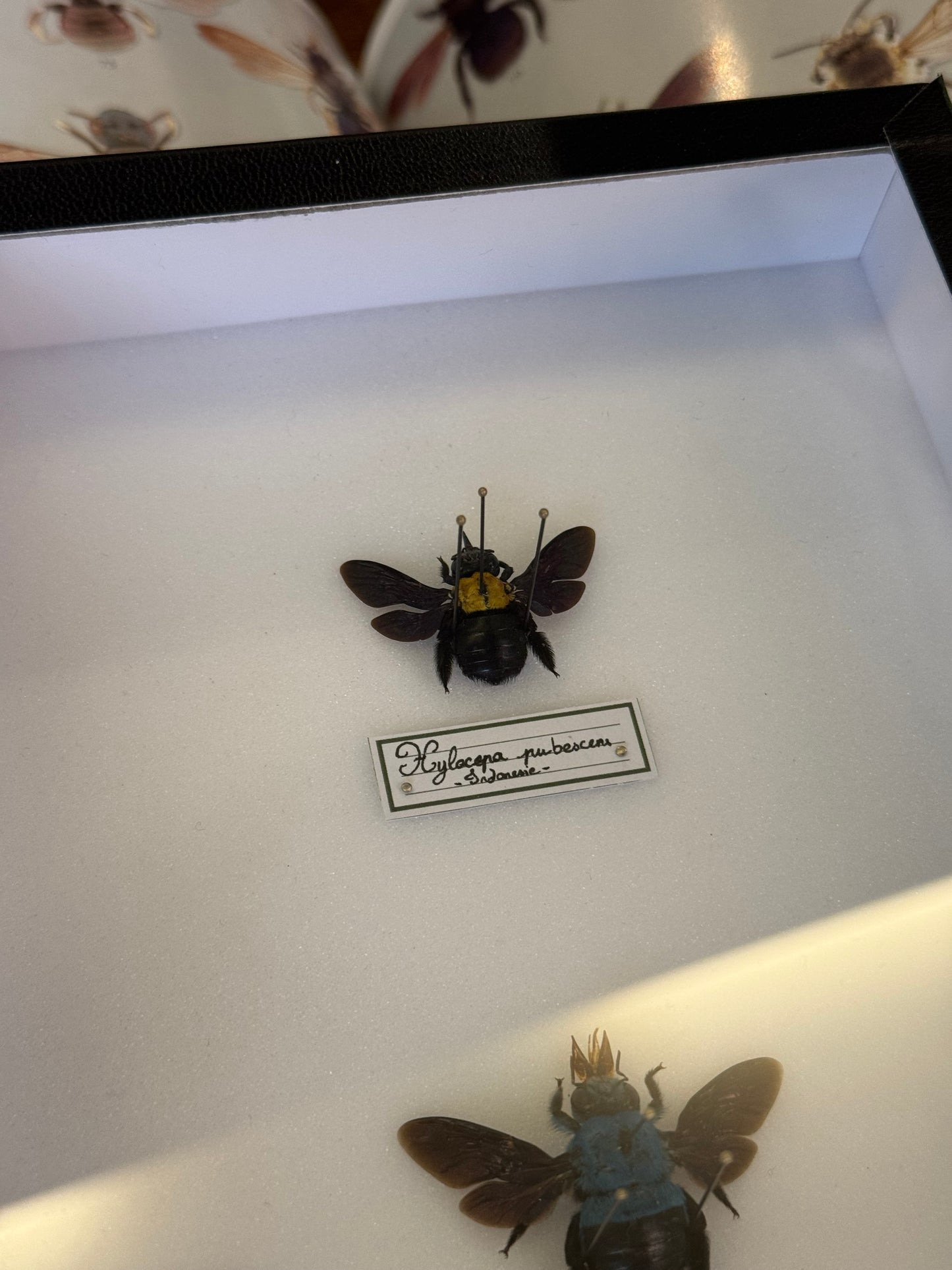 Xylocopa Duo