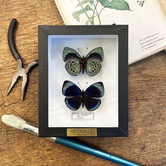 Asterope leprieuri philotima