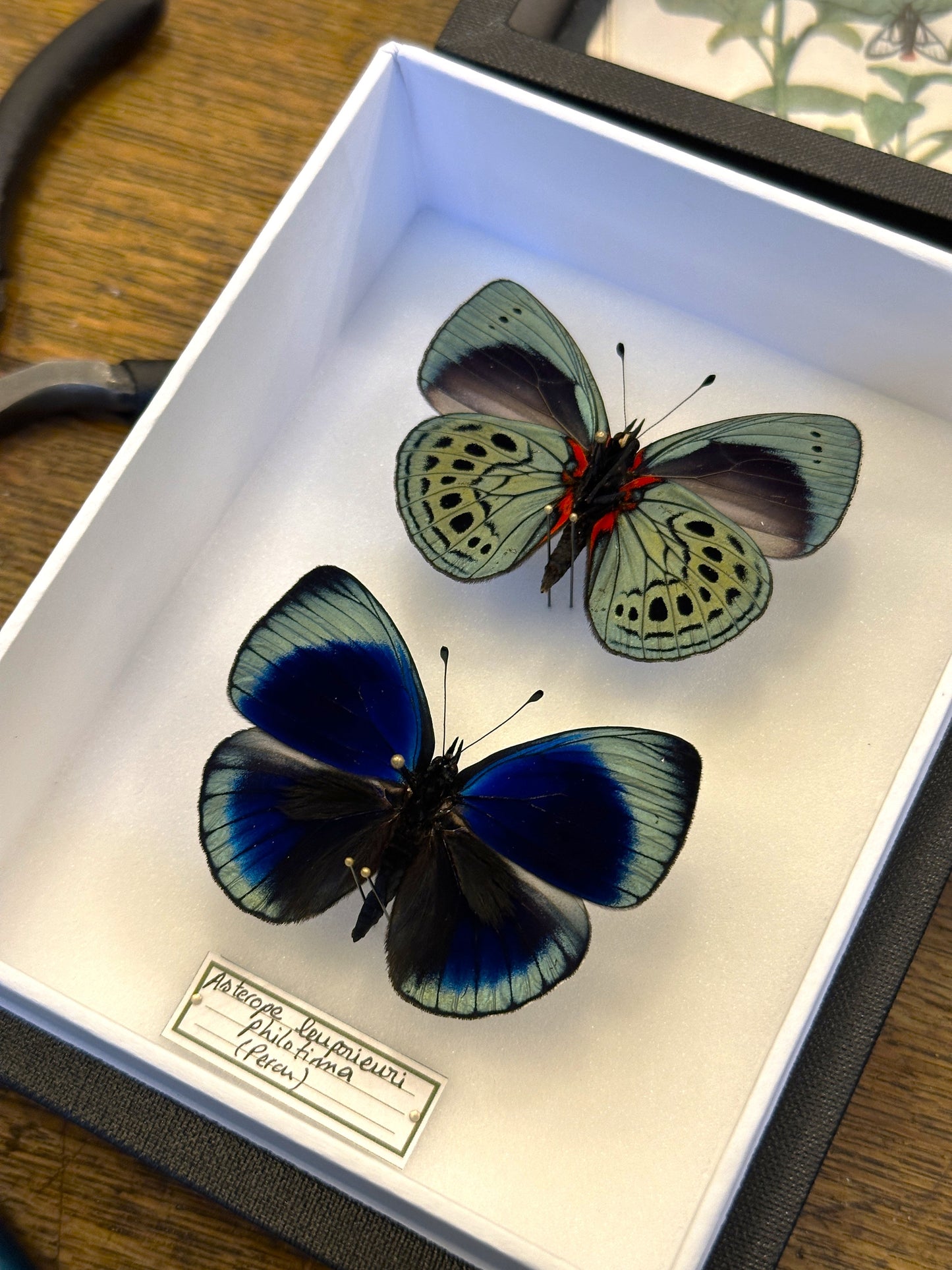 Asterope leprieuri philotima