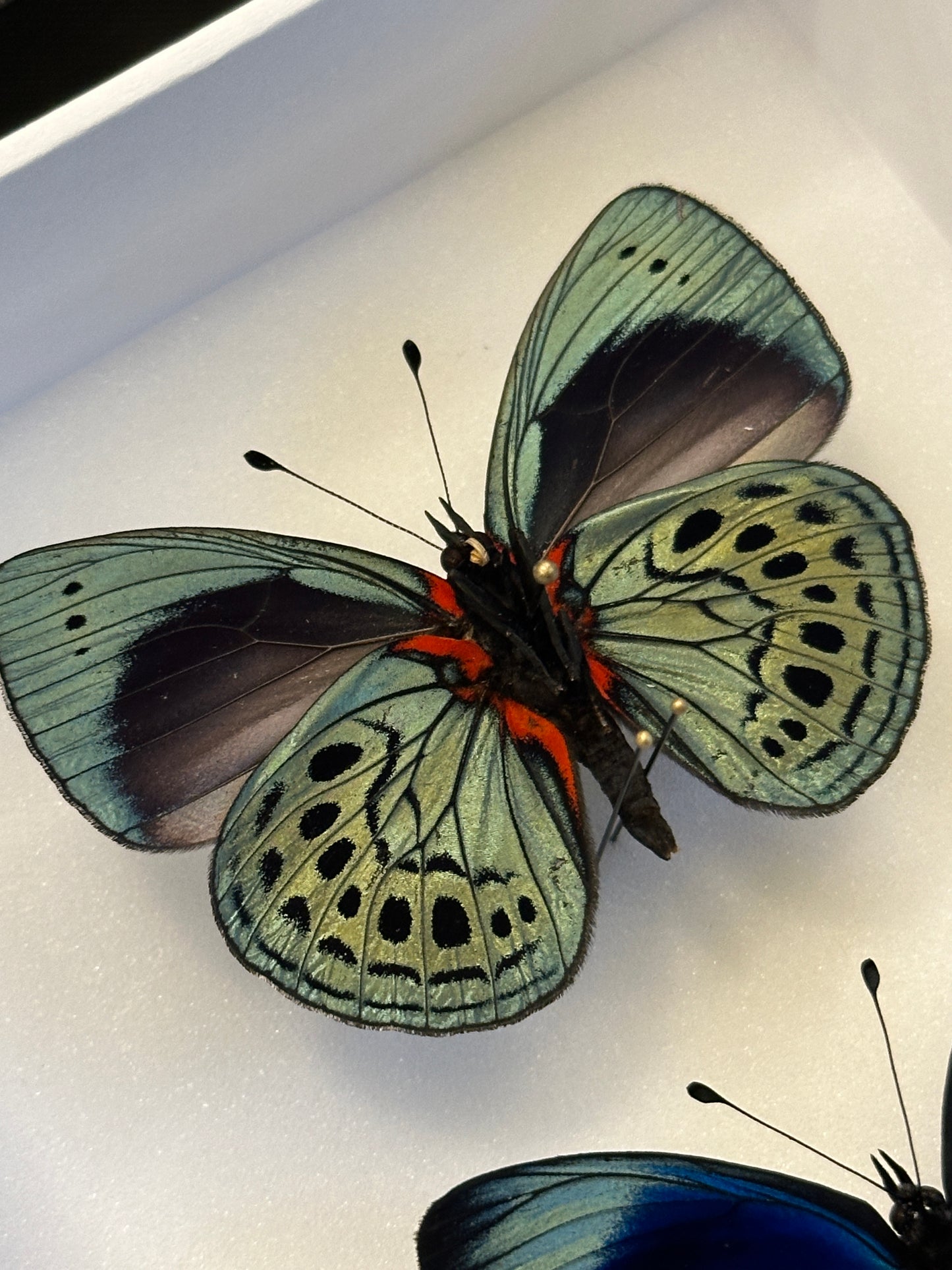 Asterope leprieuri philotima