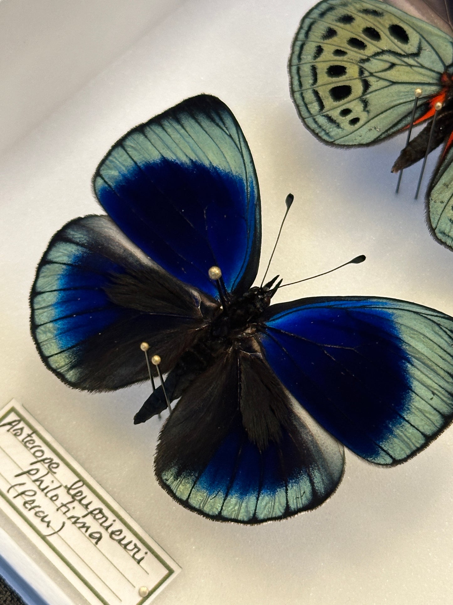 Asterope leprieuri philotima