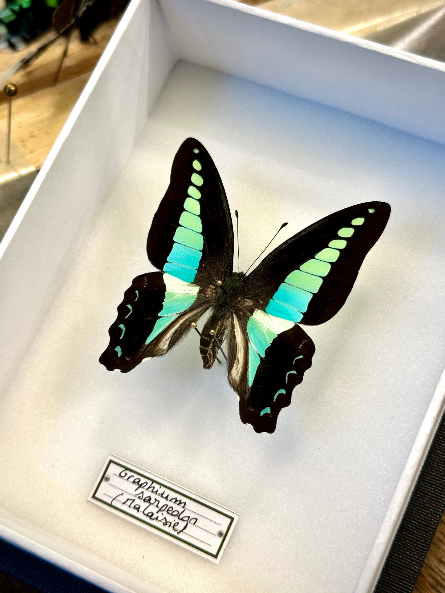 Graphium sarpedon