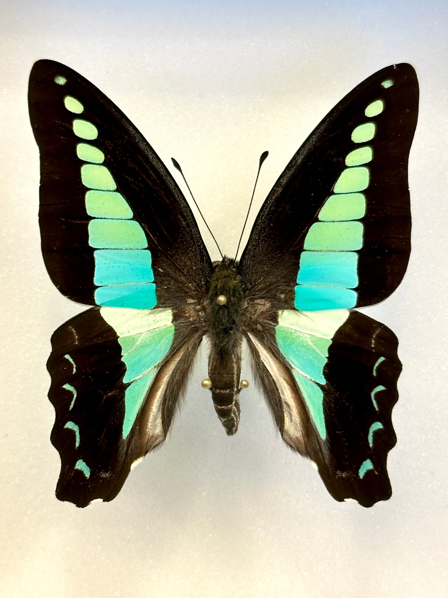 Graphium sarpedon