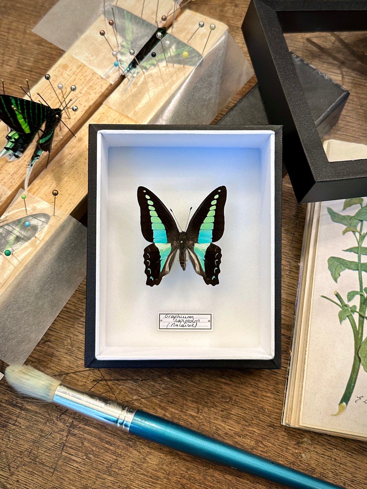 Graphium sarpedon